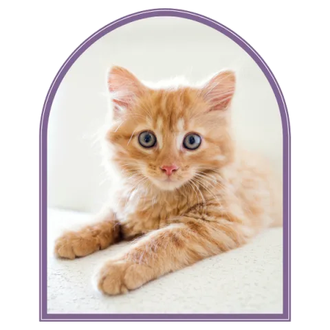 An orange kitten resting on a soft surface, framed in a plum arch