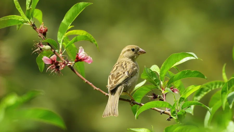 A small bird perched on a blossoming branch