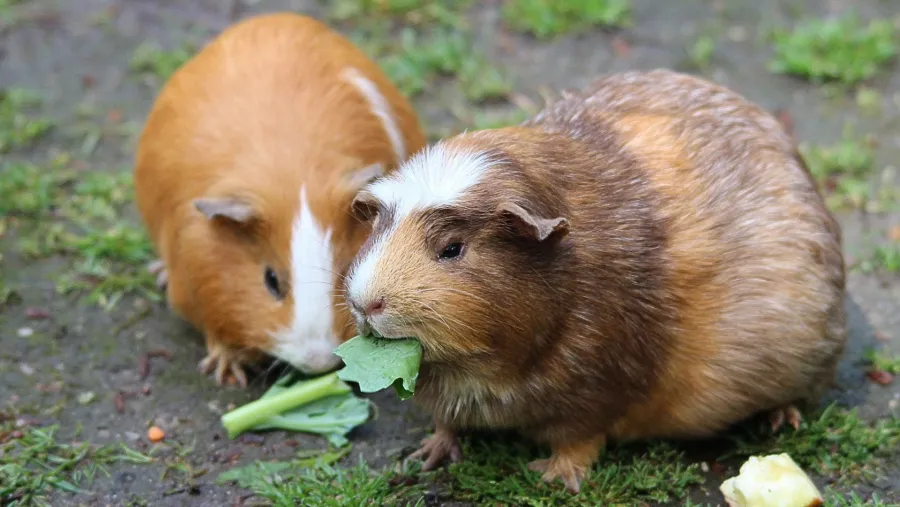 Two guinea pigs eating leafy greens