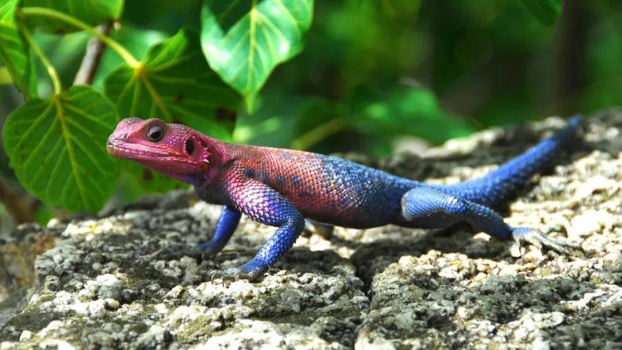A blue and red agama lizard perched on a rock